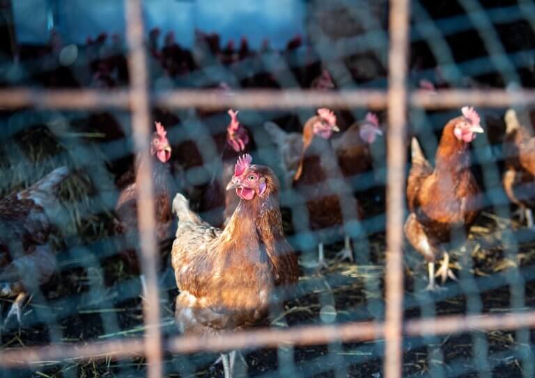 influenza aviaire : point de situation dans le lot-et-garonne