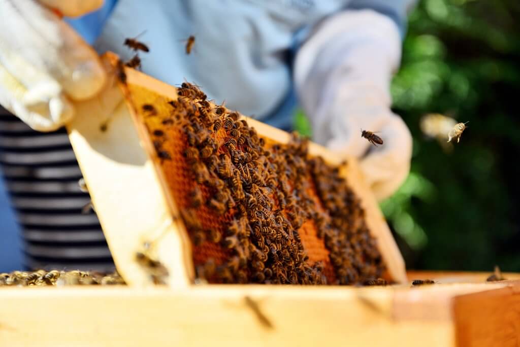 Apiculteurs qui récolte le miel dans une ruche - accompagnement des exploitation apicoles en Saône et Loire - AS BFC