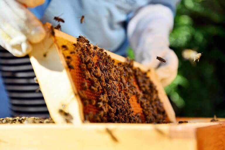 Récolte du miel - Accompagnement des exploitations apicoles - Accompagnement Stratégie