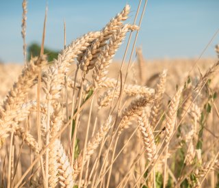 Registre phytosanitaire numérique, une obligation reportée